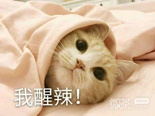 微信高糊傻屌逗比斗图表情包