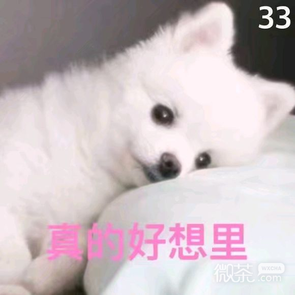 微信高糊傻屌逗比斗图表情包