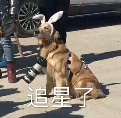 微信可爱搞怪宠物斗图表情包
