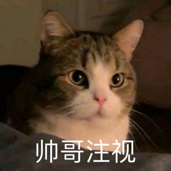 微信可爱搞怪宠物斗图表情包