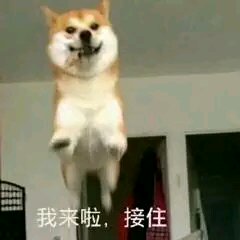 微信可爱搞怪宠物斗图表情包