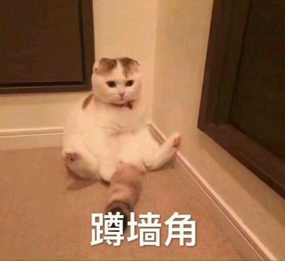 微信可爱搞怪宠物斗图表情包