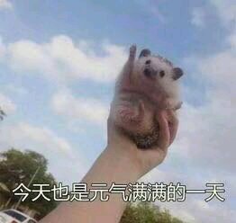 微信可爱搞怪宠物斗图表情包