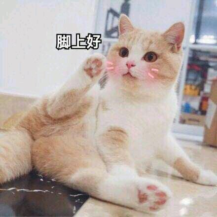 微信可爱搞怪宠物斗图表情包