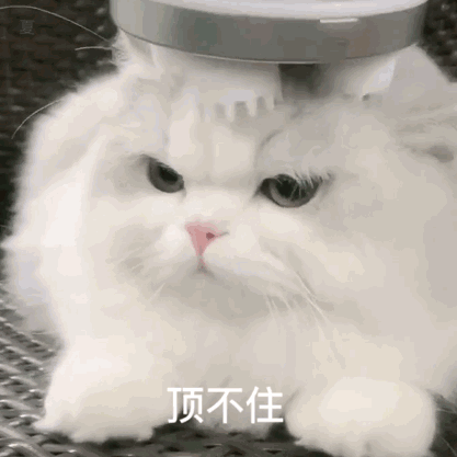 微信可爱搞怪宠物斗图表情包