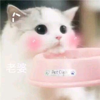 微信可爱搞怪宠物斗图表情包