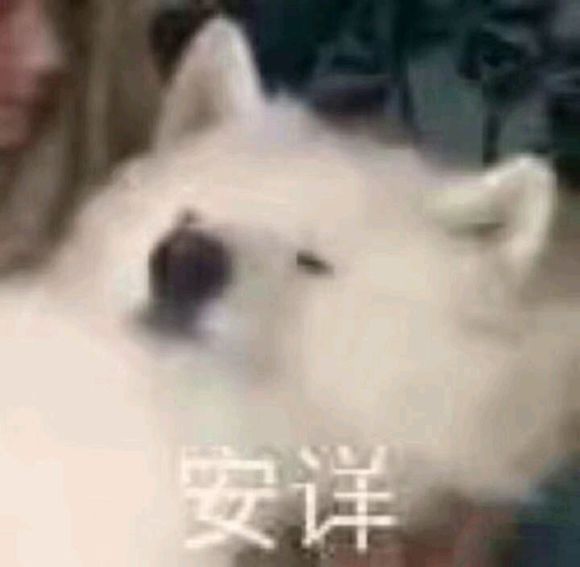 微信可爱搞怪宠物斗图表情包