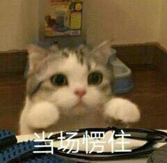微信可爱搞怪宠物斗图表情包
