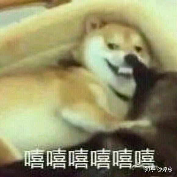 微信可爱搞怪宠物斗图表情包