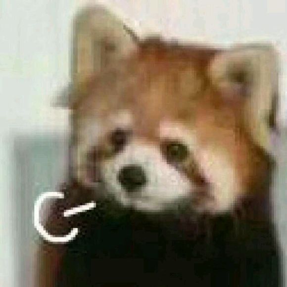 微信可爱搞怪宠物斗图表情包