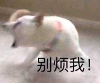 微信近期斗图恶搞表情包2019/4/23