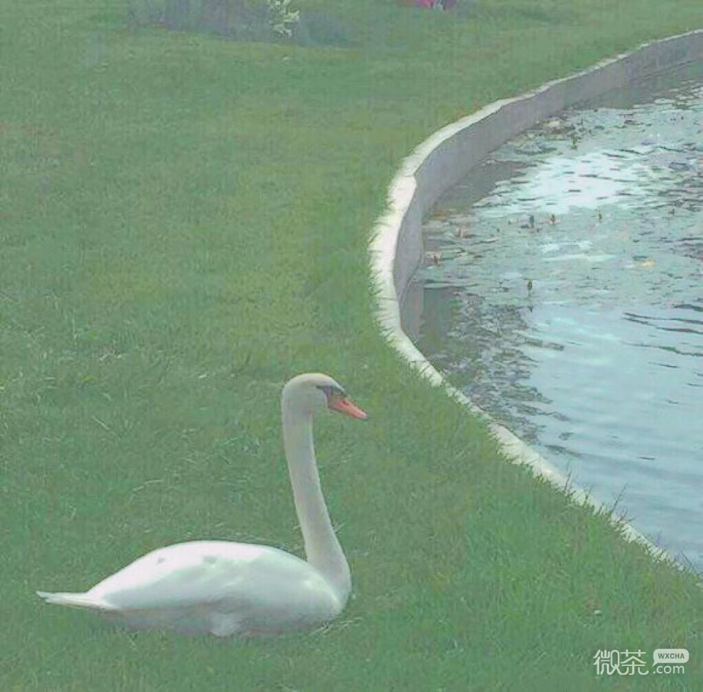 微信好看唯美小清新朋友圈配图