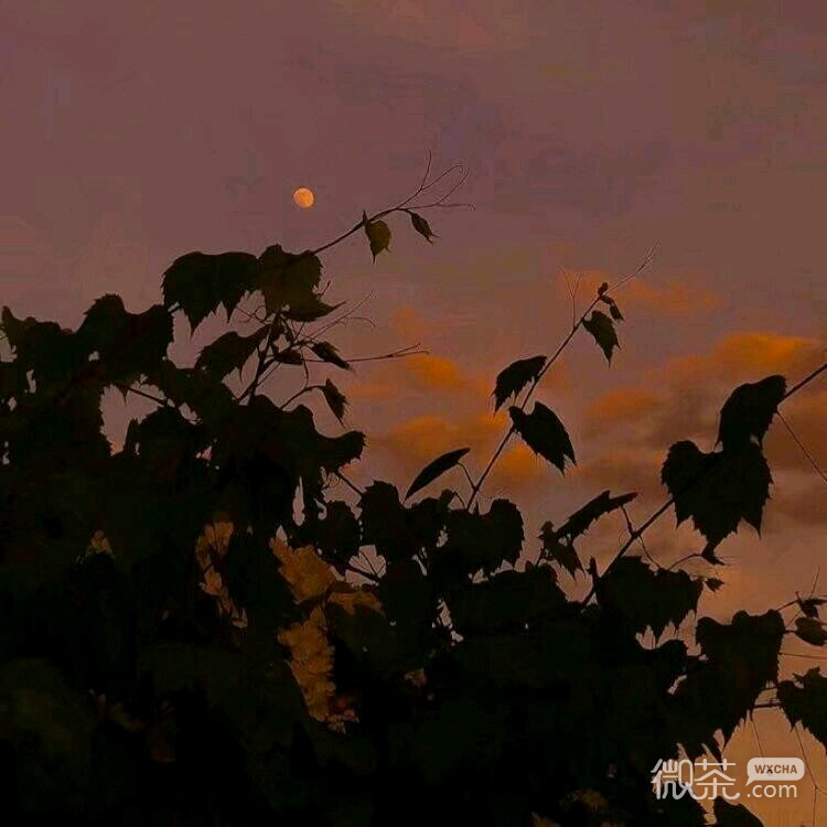 唯美梦幻小清新朋友圈配图