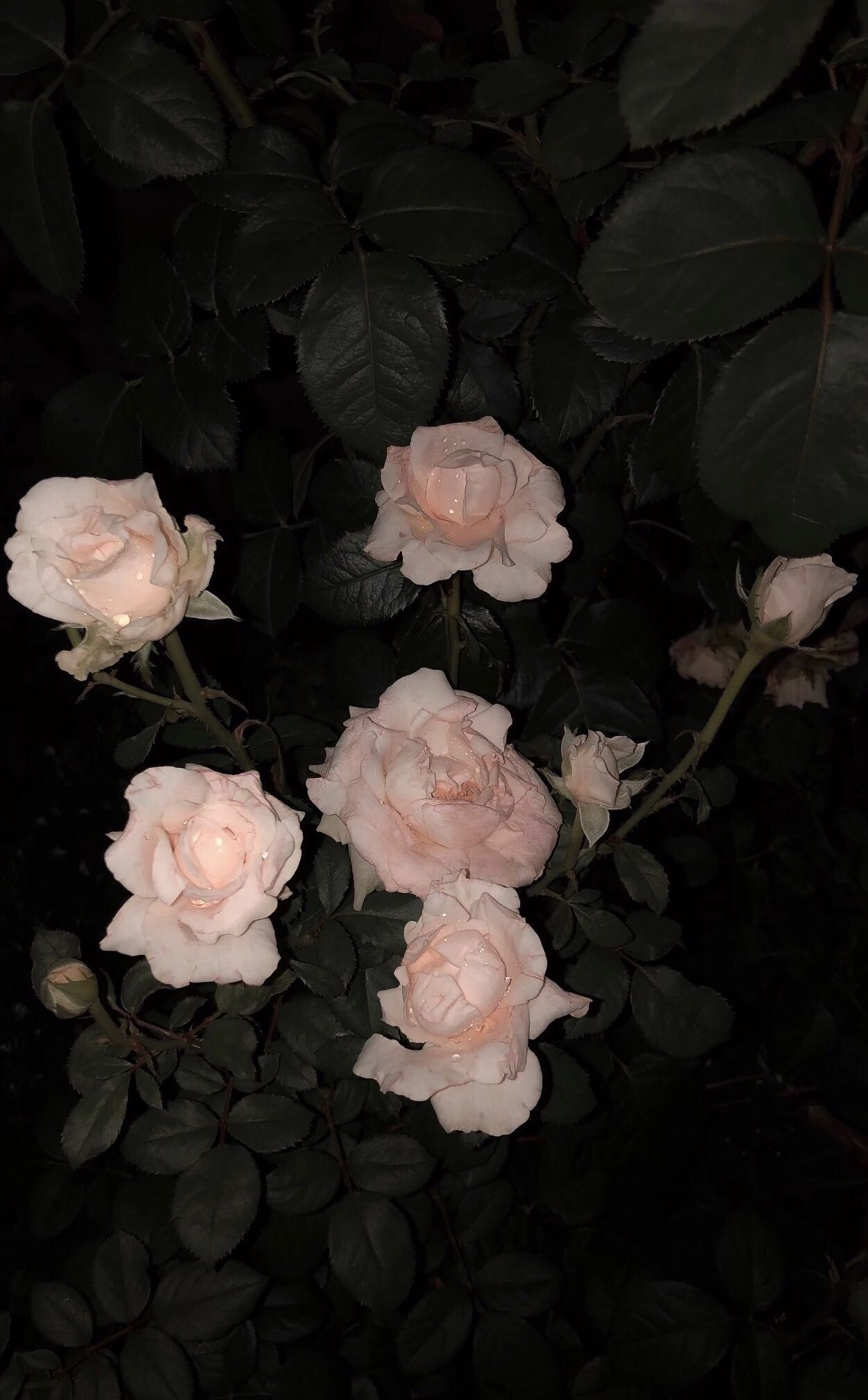 好看粉嫩少女心手机壁纸