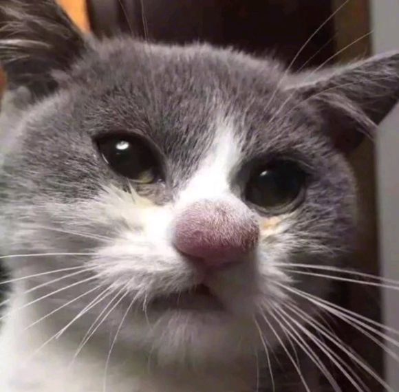 微信近期斗图恶搞表情包2019/4/25