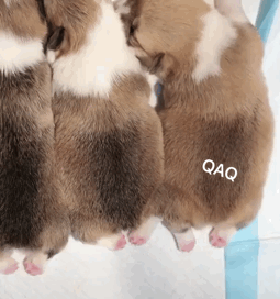 微信近期斗图恶搞表情包2019/4/25