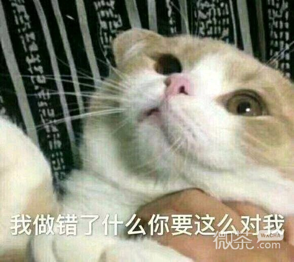 态度傲慢微信恶搞傻屌斗图表情包