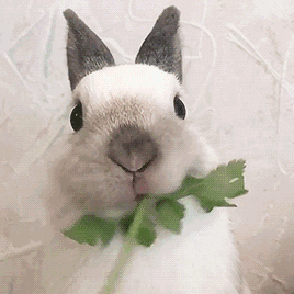 逗比傻屌微信聊天表情包