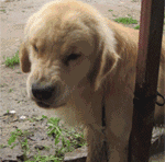 逗比傻屌微信聊天表情包