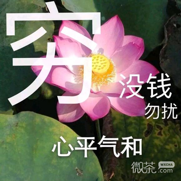 群聊杂图斗图傻屌微信表情包
