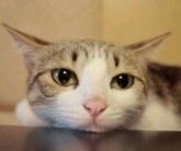 个性套系微信搞怪逗比傻屌斗图表情包