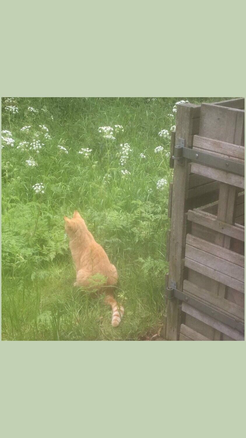 清新好看手机壁纸