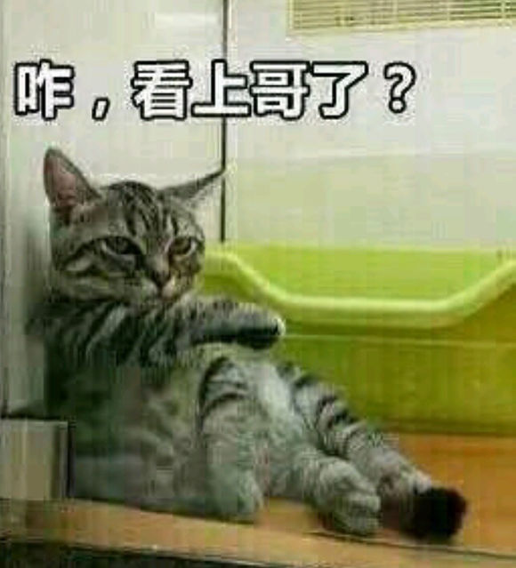 群聊二姑夫傻屌斗图表情包