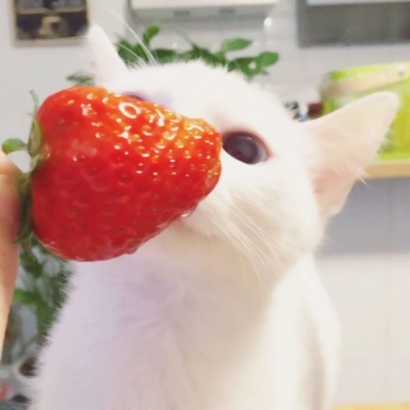 可爱萌宠喵星人系列微信恶搞头像下载