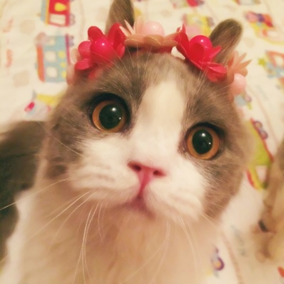 可爱萌宠喵星人系列微信恶搞头像下载