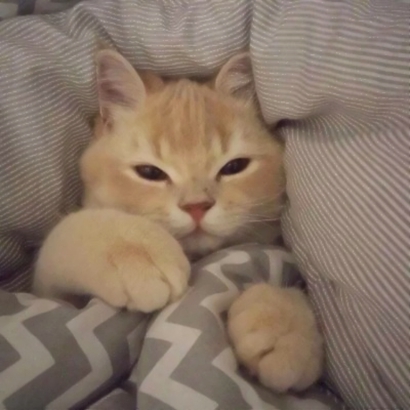 可爱萌宠喵星人系列微信恶搞头像下载