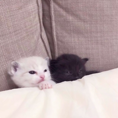 可爱萌宠喵星人系列微信恶搞头像下载