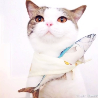 可爱萌宠喵星人系列微信恶搞头像下载