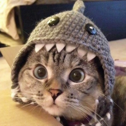 可爱萌宠喵星人系列微信恶搞头像下载