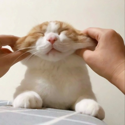 可爱萌宠喵星人系列微信恶搞头像下载