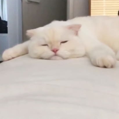 可爱萌宠喵星人系列微信恶搞头像下载