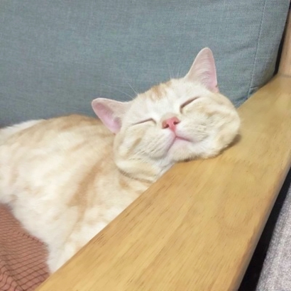 可爱萌宠喵星人系列微信恶搞头像下载