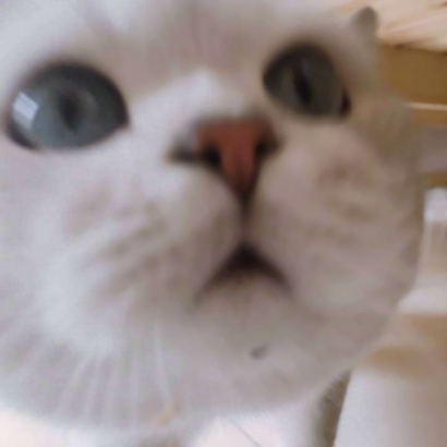 可爱萌宠喵星人系列微信恶搞头像下载