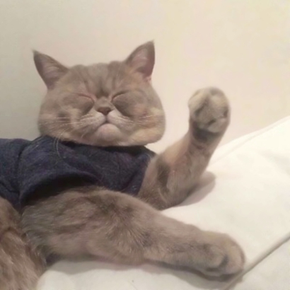 可爱萌宠喵星人系列微信恶搞头像下载