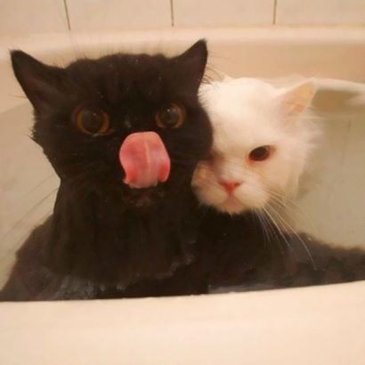 可爱萌宠喵星人系列微信恶搞头像下载