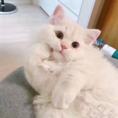 可爱萌宠喵星人系列微信恶搞头像下载