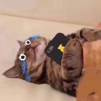 可爱萌宠喵星人系列微信恶搞头像下载