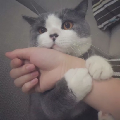 可爱萌宠喵星人系列微信恶搞头像下载