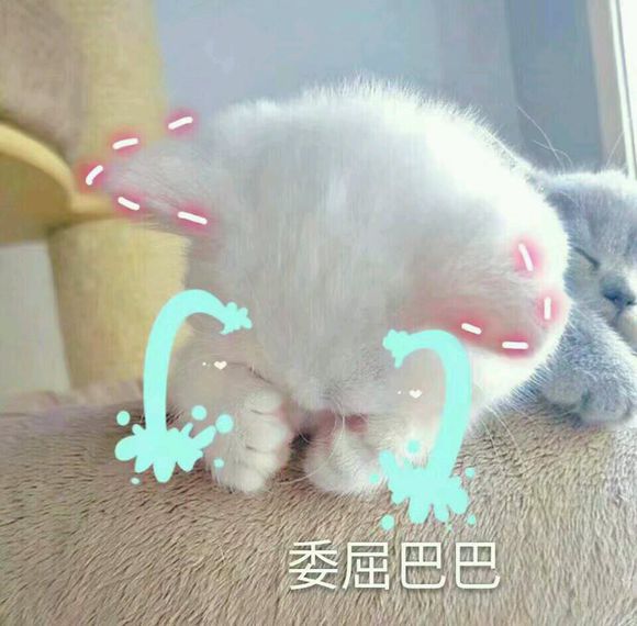 微信近期恶搞斗图表情包2019/5/5