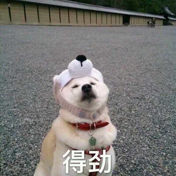 微信近期恶搞斗图表情包2019/5/5