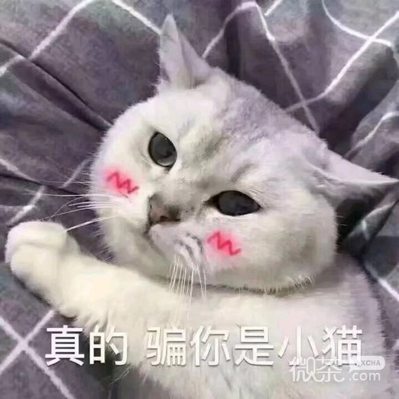 微信近期恶搞斗图表情包2019/5/5