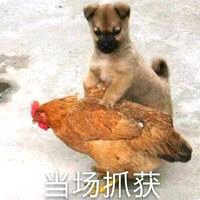 微信近期恶搞斗图表情包2019/5/5