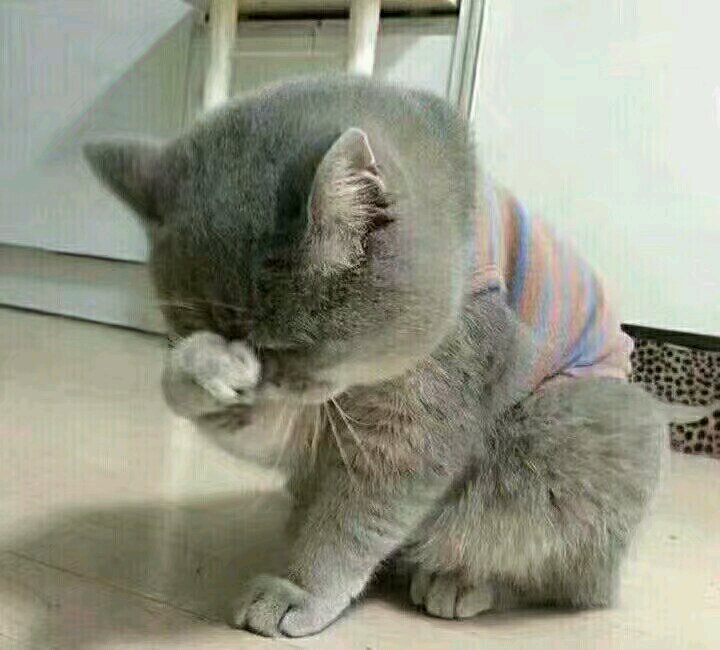 强颜欢笑微信恶搞傻屌斗图表情包