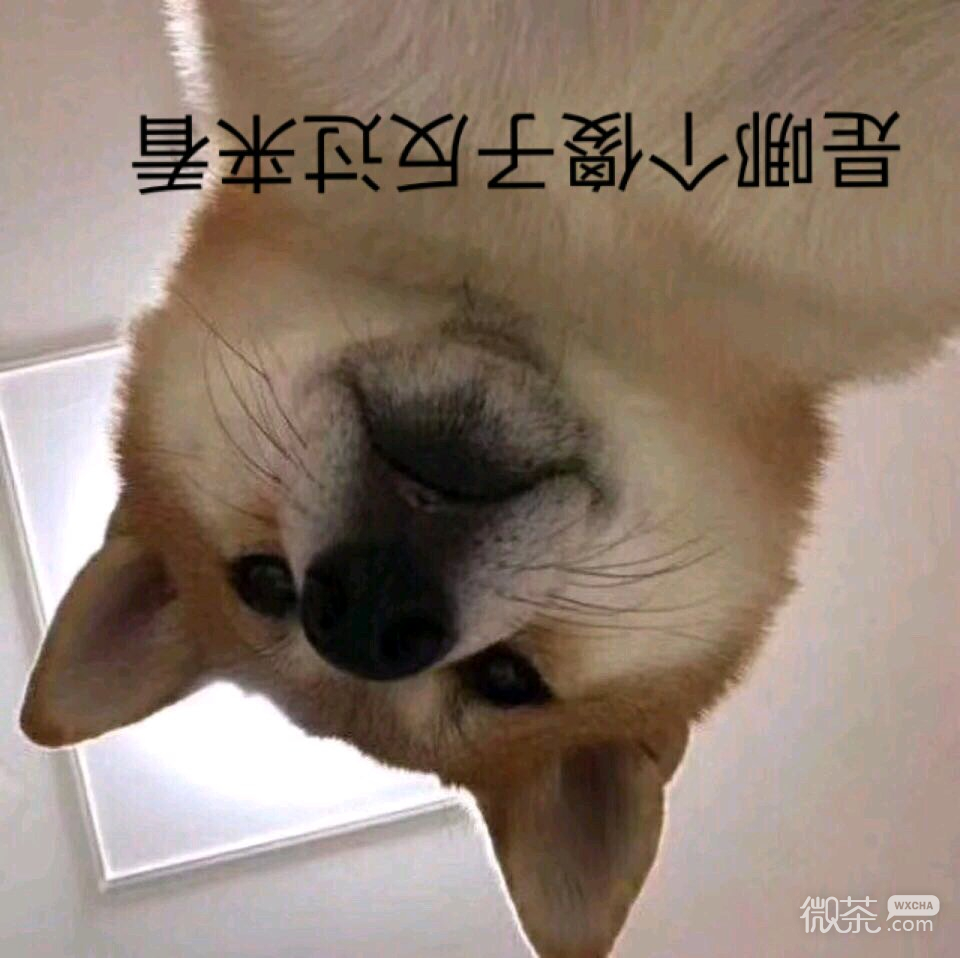 撤回微信恶搞傻屌斗图表情包