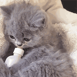 微信可爱个性群聊聊天表情包