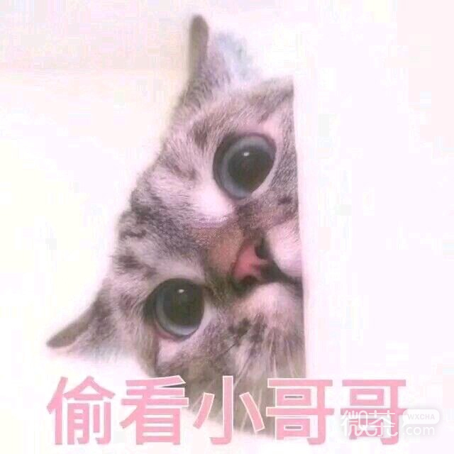 撤回微信恶搞傻屌斗图表情包
